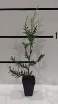 50 Pack Arborvitae in 3" Pot E69370