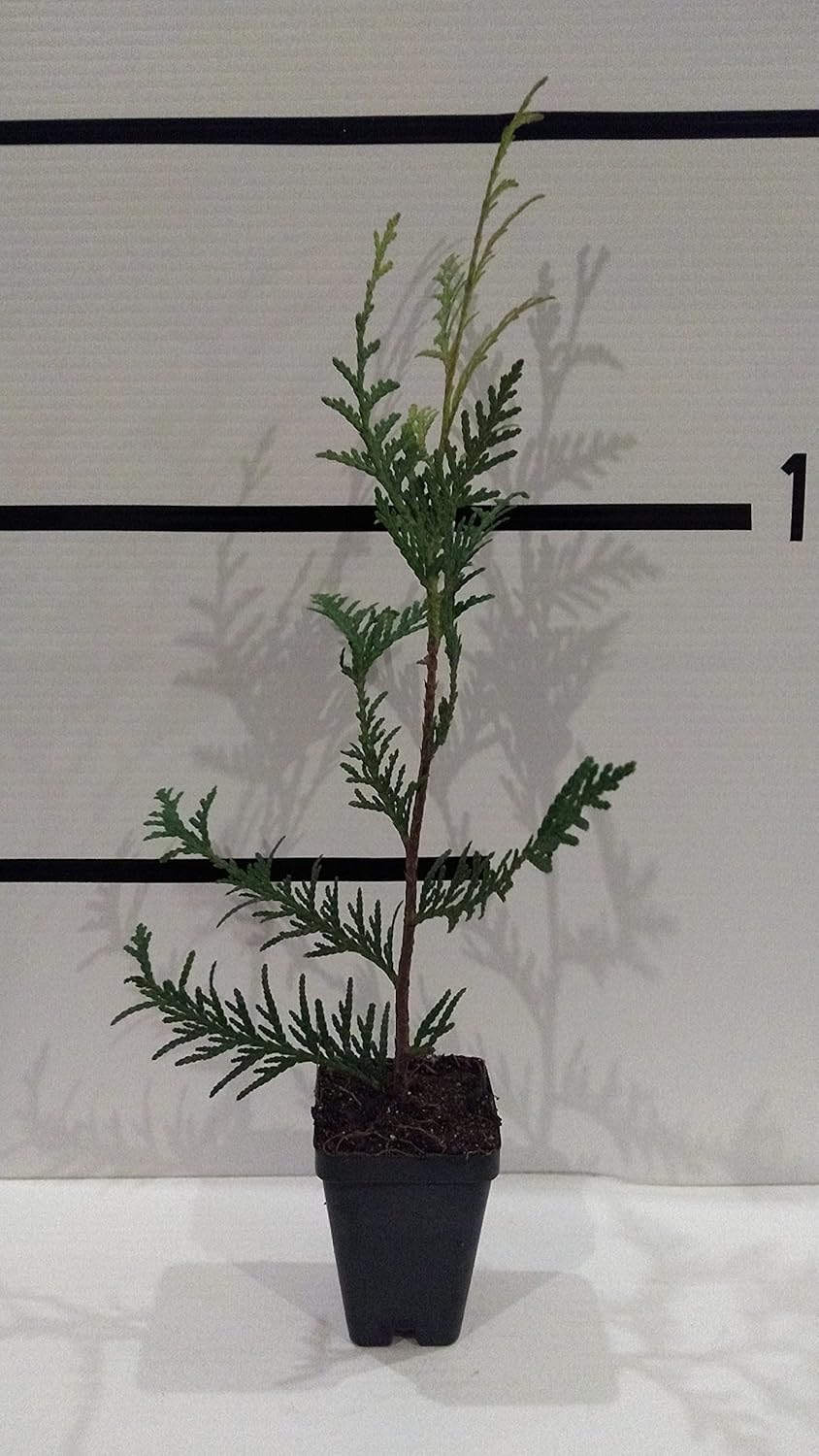 50 Pack Arborvitae in 3" Pot E69370