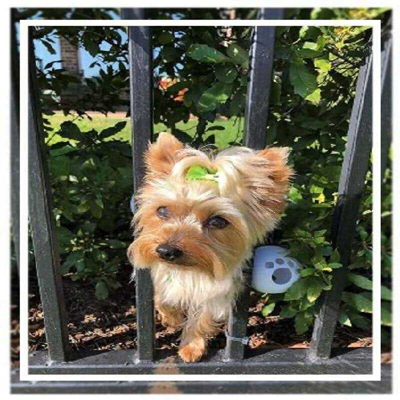 Dog Harness Y80677
