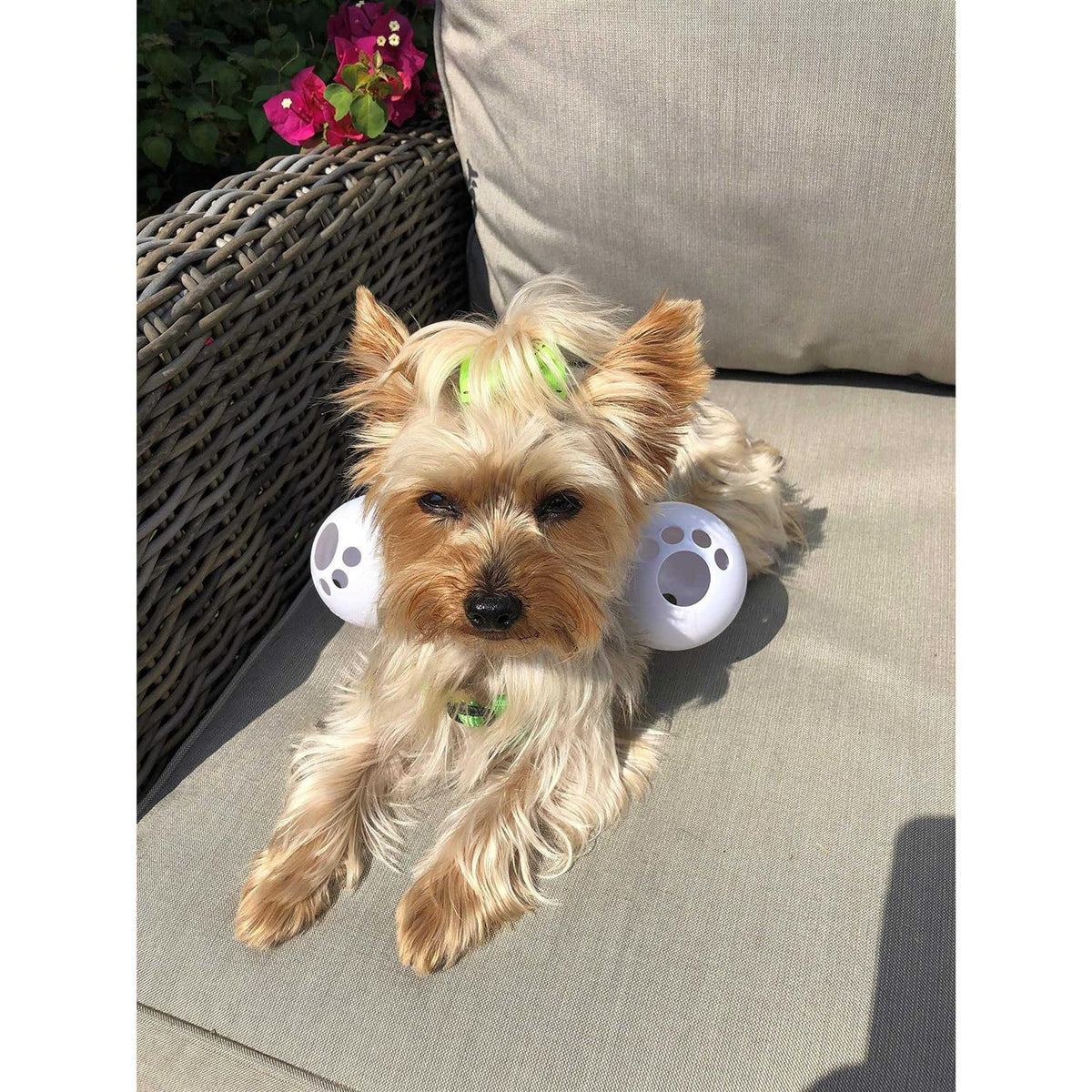 Dog Harness Y80677