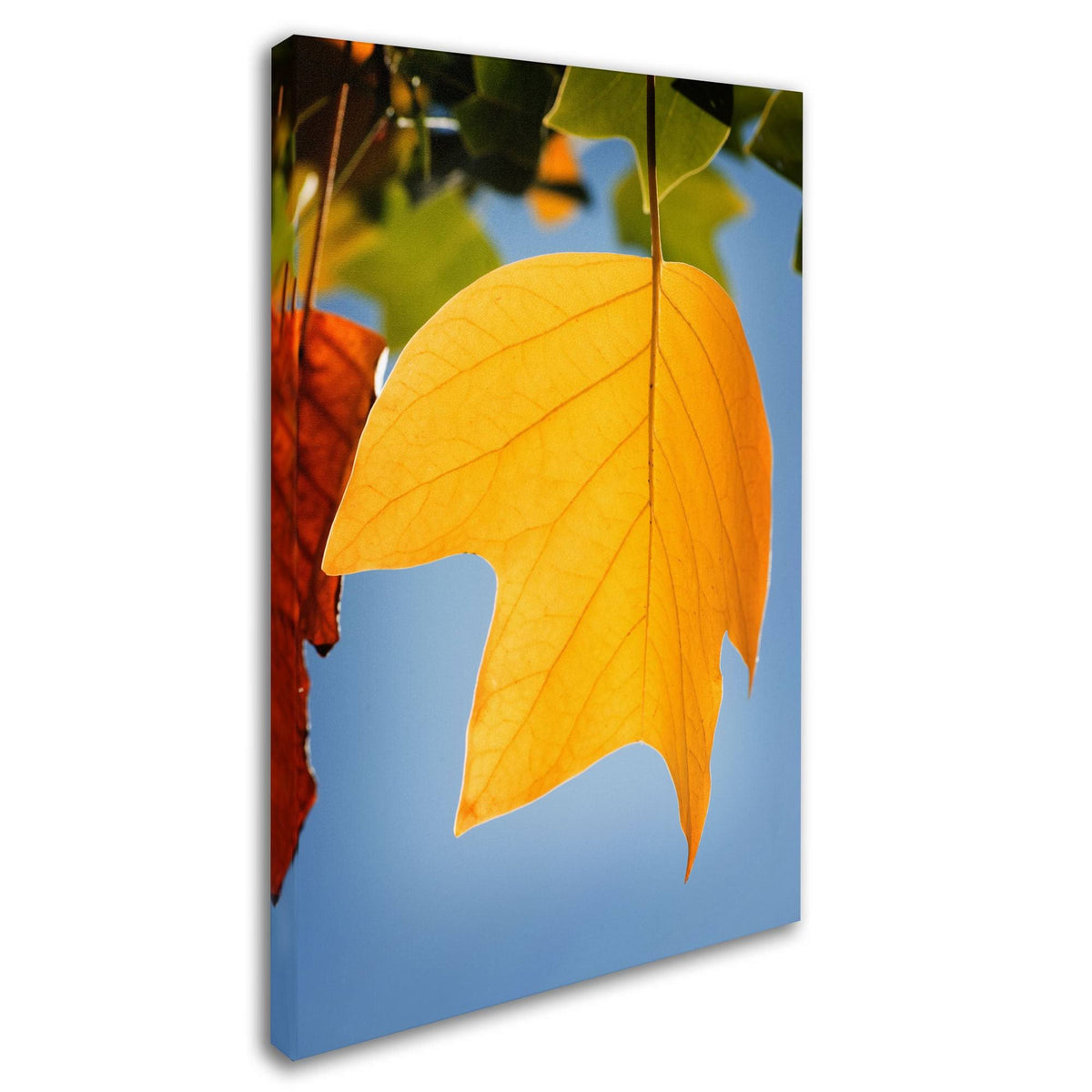 Yellow Autumn Canvas Art J83732