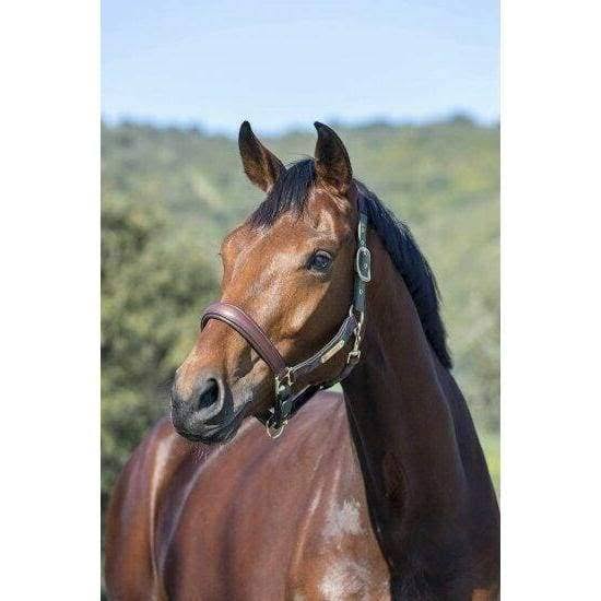 Navy COB Headcollar J915438