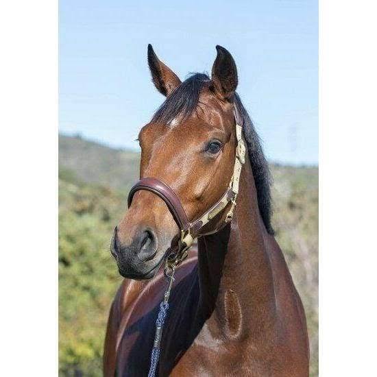 Navy COB Headcollar J915438