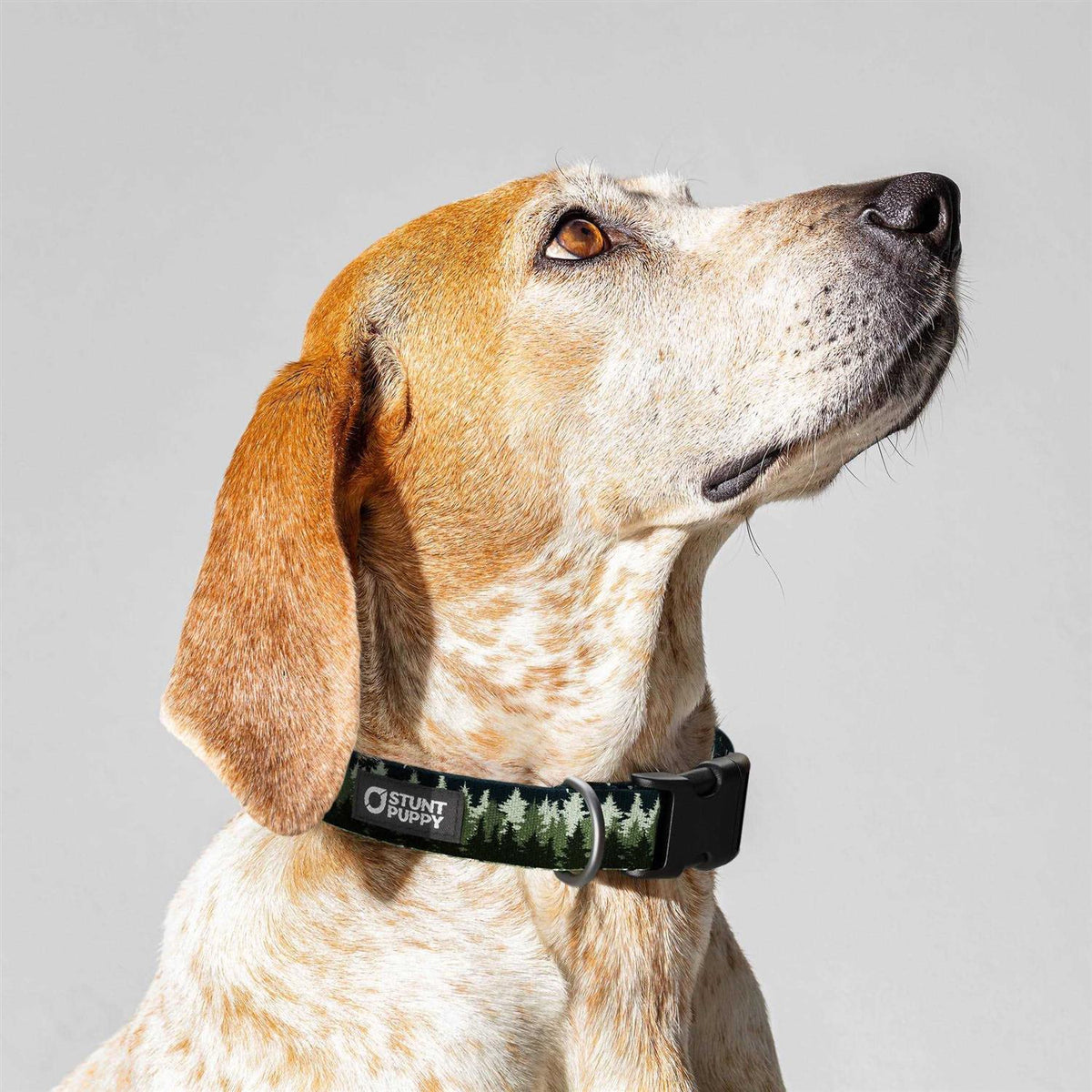 Collar J41779