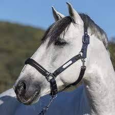 Navy COB Headcollar J915438