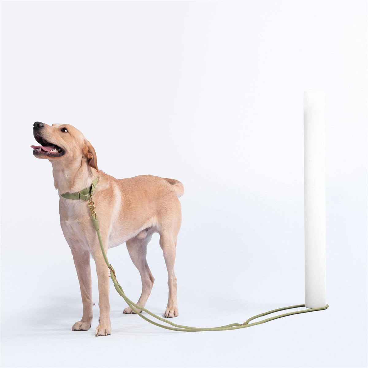 Leash Q24227