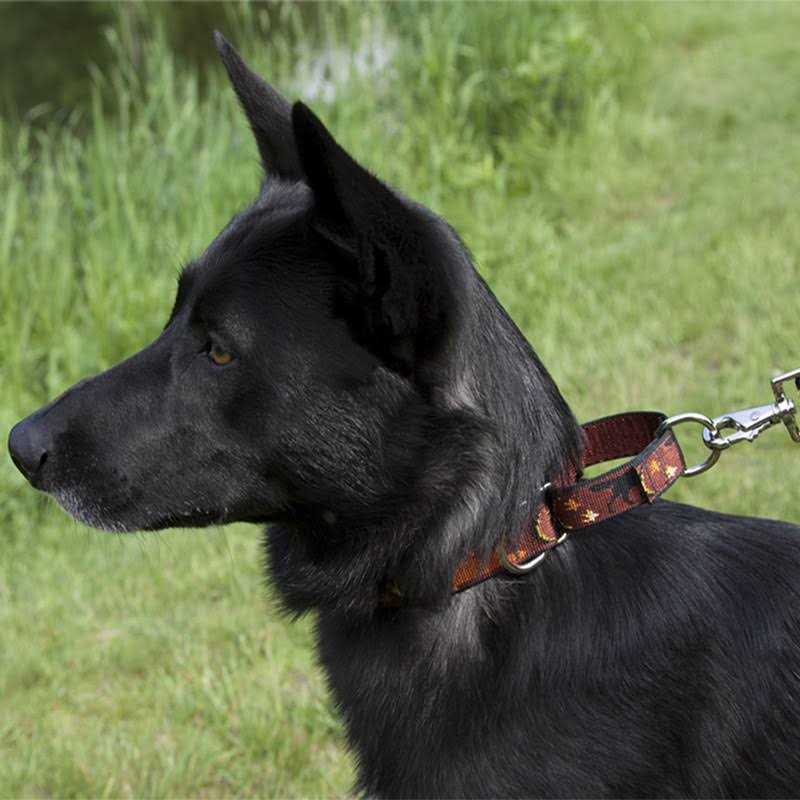 Martingale Collar I717