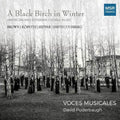 Black Birch in Winter K563425