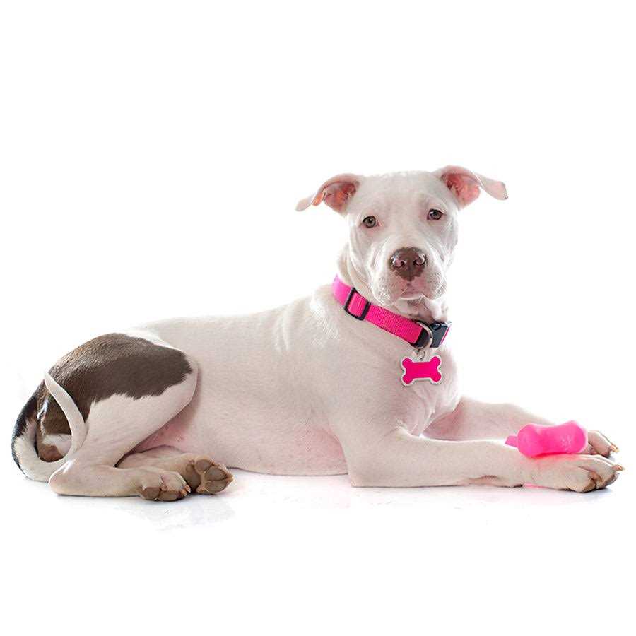 Personalized Dog ID Tag M2941