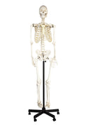 Life Sized Human Skeleton Model with Articulated Joints and Wheeled Base Y87933