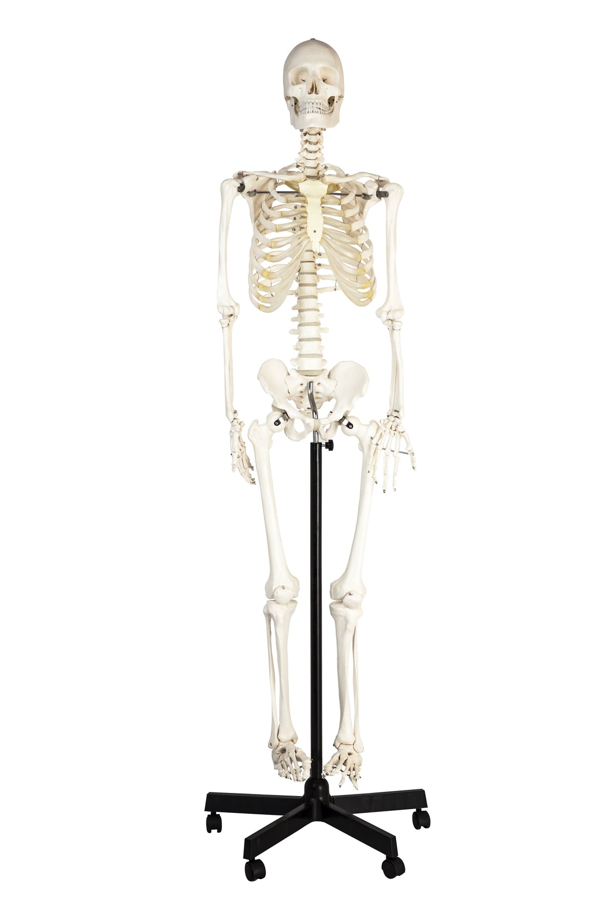 Life Sized Human Skeleton Model with Articulated Joints and Wheeled Base Y87933