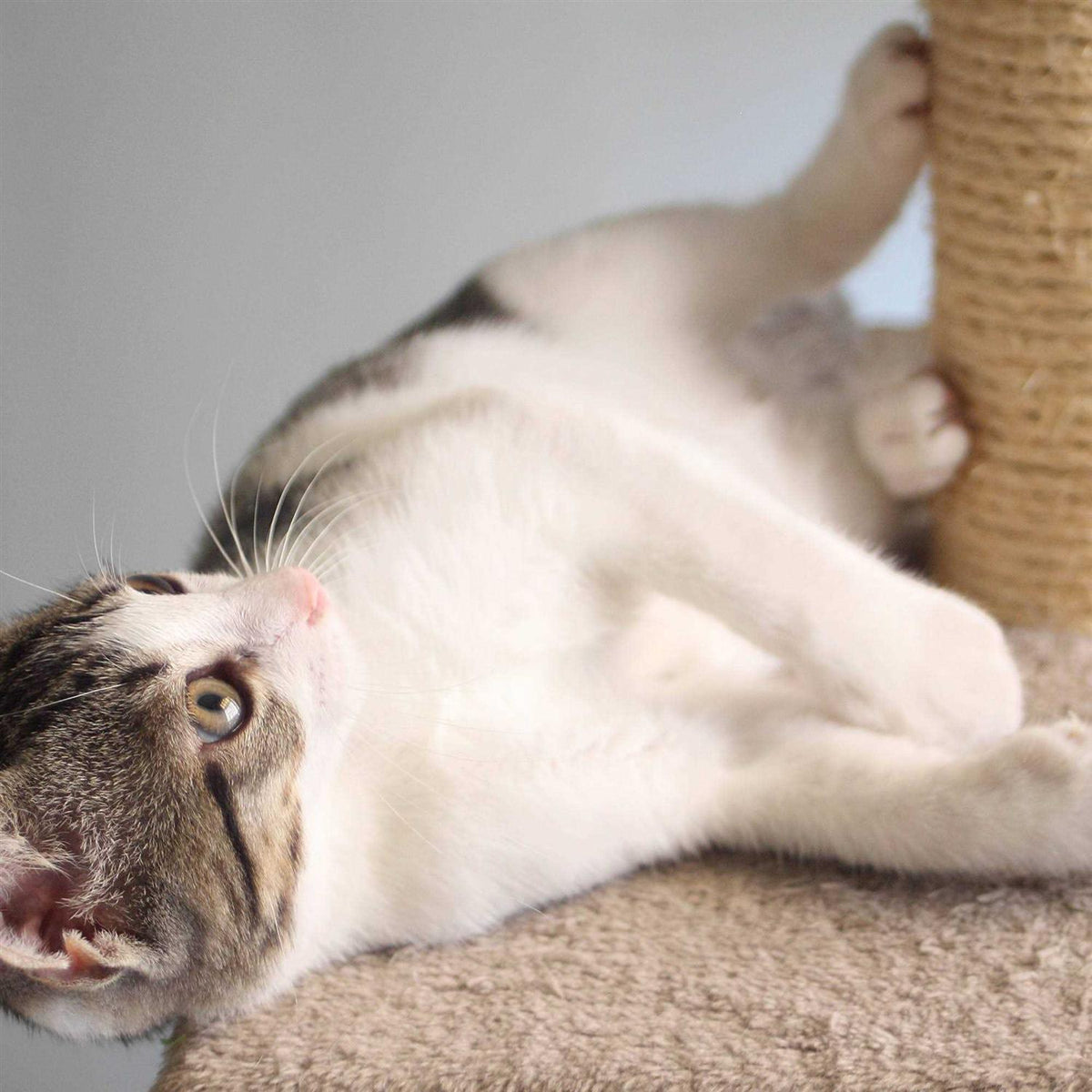 Cat Scratching Post with Toys X44468