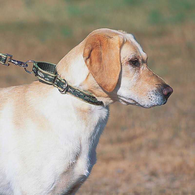 Martingale Collar I717